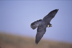 Duck Hawk Soaring